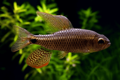 Sailfin Tetra