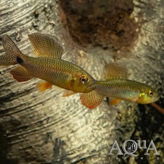 Sailfin Tetra
