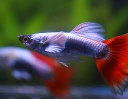 Santa Claus Dumbo Guppy Male