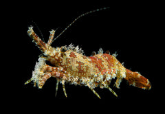 Saron Shrimp - Small