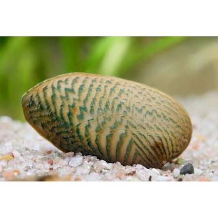 Scabies Crispata