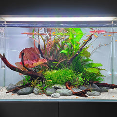 Tiger Discus