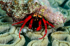 Scarlet Reef Hermit Crab - Small