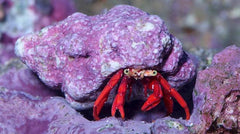 Scarlet Reef Hermit Crab - Small