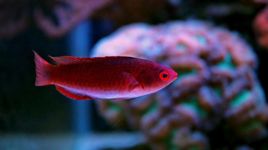Fairy Wrasses