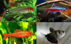 Schooling Fish Bundle
