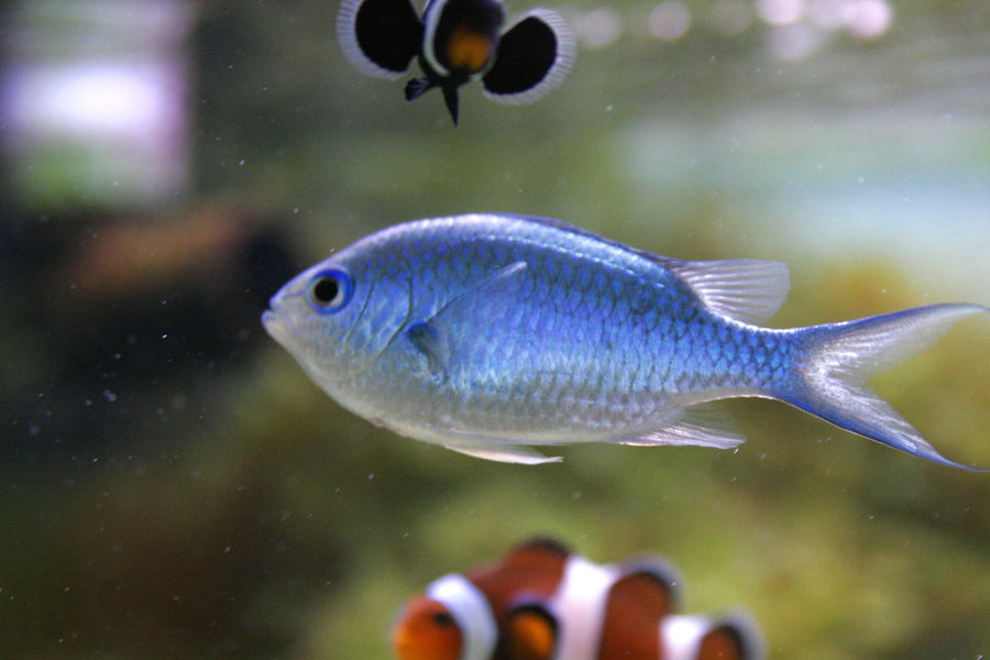 Damsels & Chromis