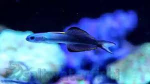 Gobies & Firefish