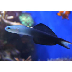 Scissortail Goby - Small