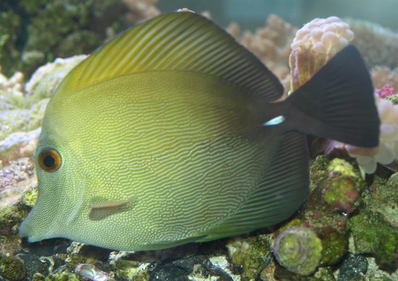 Scopas Tang - Large