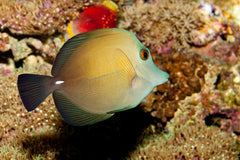 Scopas Tang - Medium