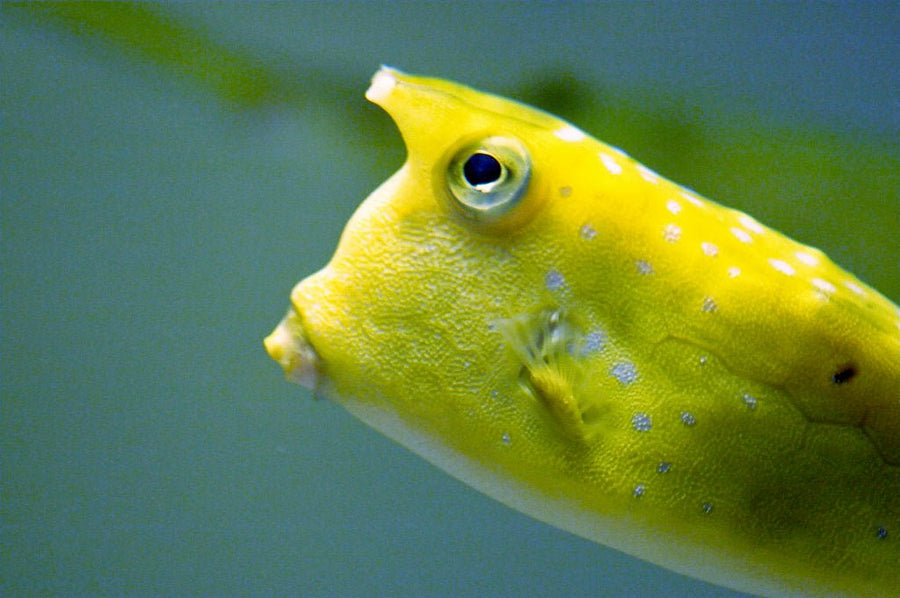 Boxfish & Cowfish