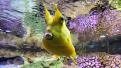Scrawled Cowfish Atlantic - Medium
