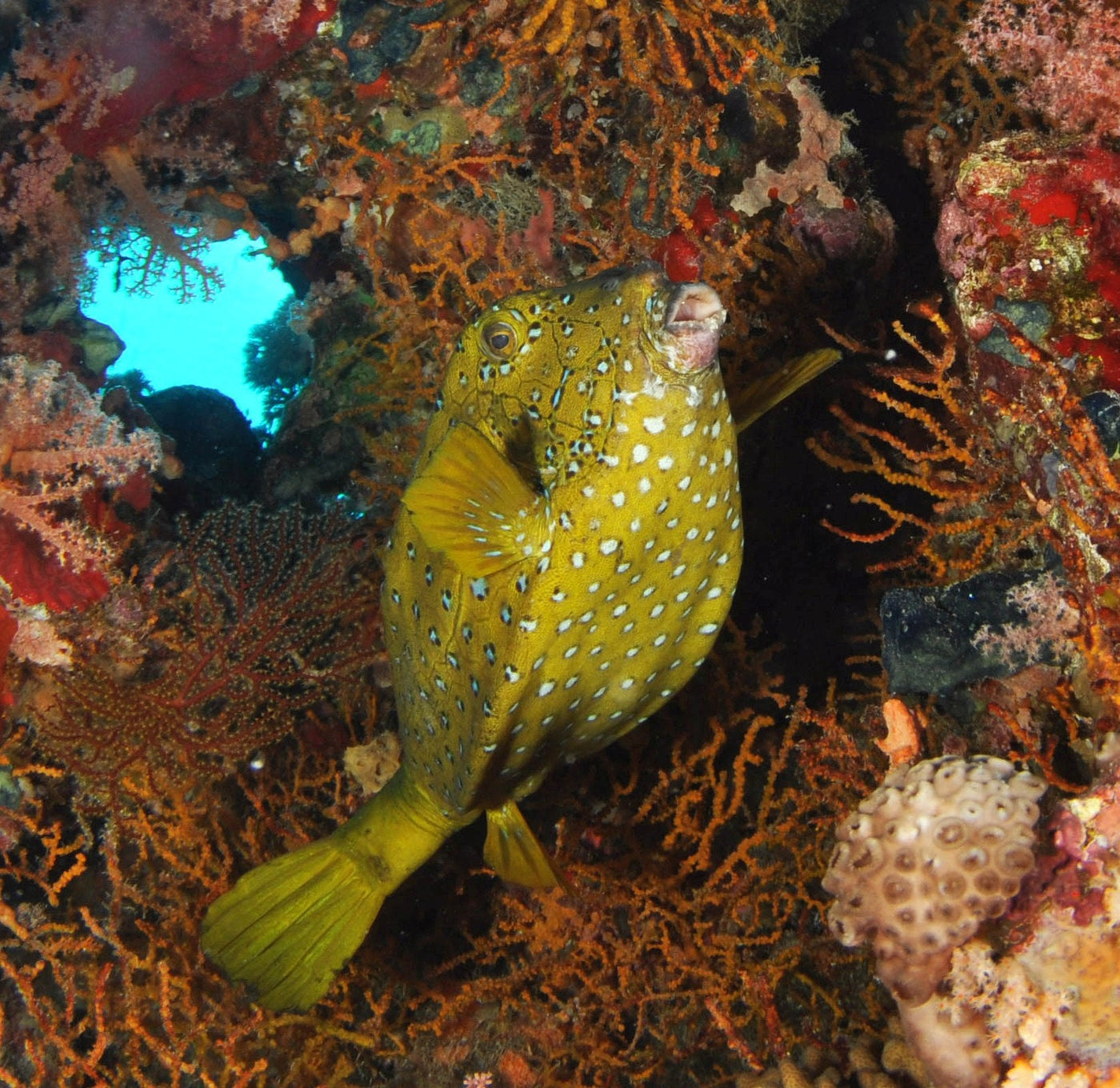 Scrawled Cowfish Atlantic - Small