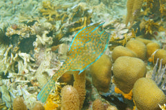 Scrawled Cowfish Atlantic - Small