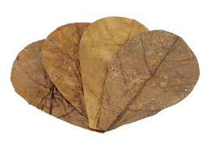 sera Catappa Leaves - Medium 6.3 - 7.9 in. (16-20cm) (10pcs.)