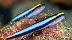 Sharknose Goby Tank Raised - Small