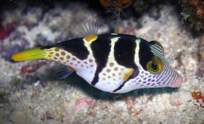 Sharp Nose Puffer Saddled Toby