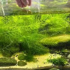 Egeria Densa