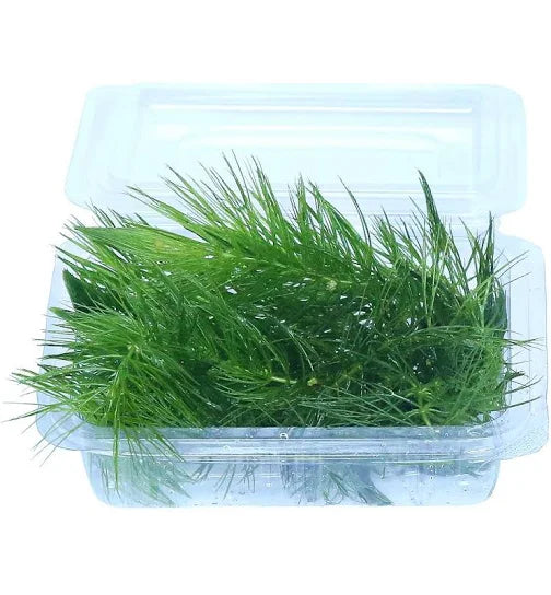 Ceratophyllum Demersum