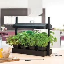 Low Light Plant Starter Bundle