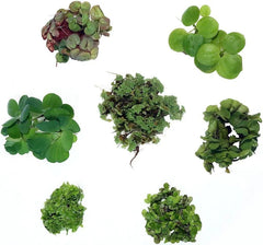 Floating Plant Starter Pack