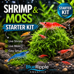 Shrimp and Moss Starter Bundle