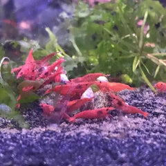 Shrimp and Moss Starter Bundle
