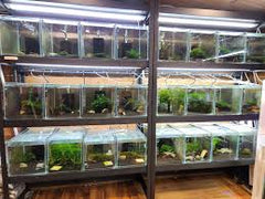 Shrimp Breeder Rack Pack