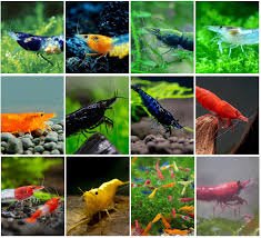 Shrimp Colony Starter Pack
