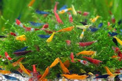 Shrimp Safe Community Fish Pack