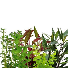 Shrimp Safe Plant Bundle