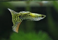 Green Cobra Delta Guppy Male
