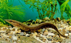 Fire Eel