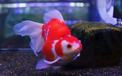 Red Cap Siamese Doll Moor