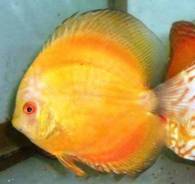 Siam Gold Discus