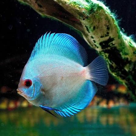 Siam Ruby Discus