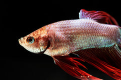 Guppy - Haritha Red Tiger Dragon