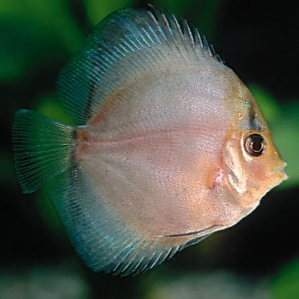 Silver Ghost Discus