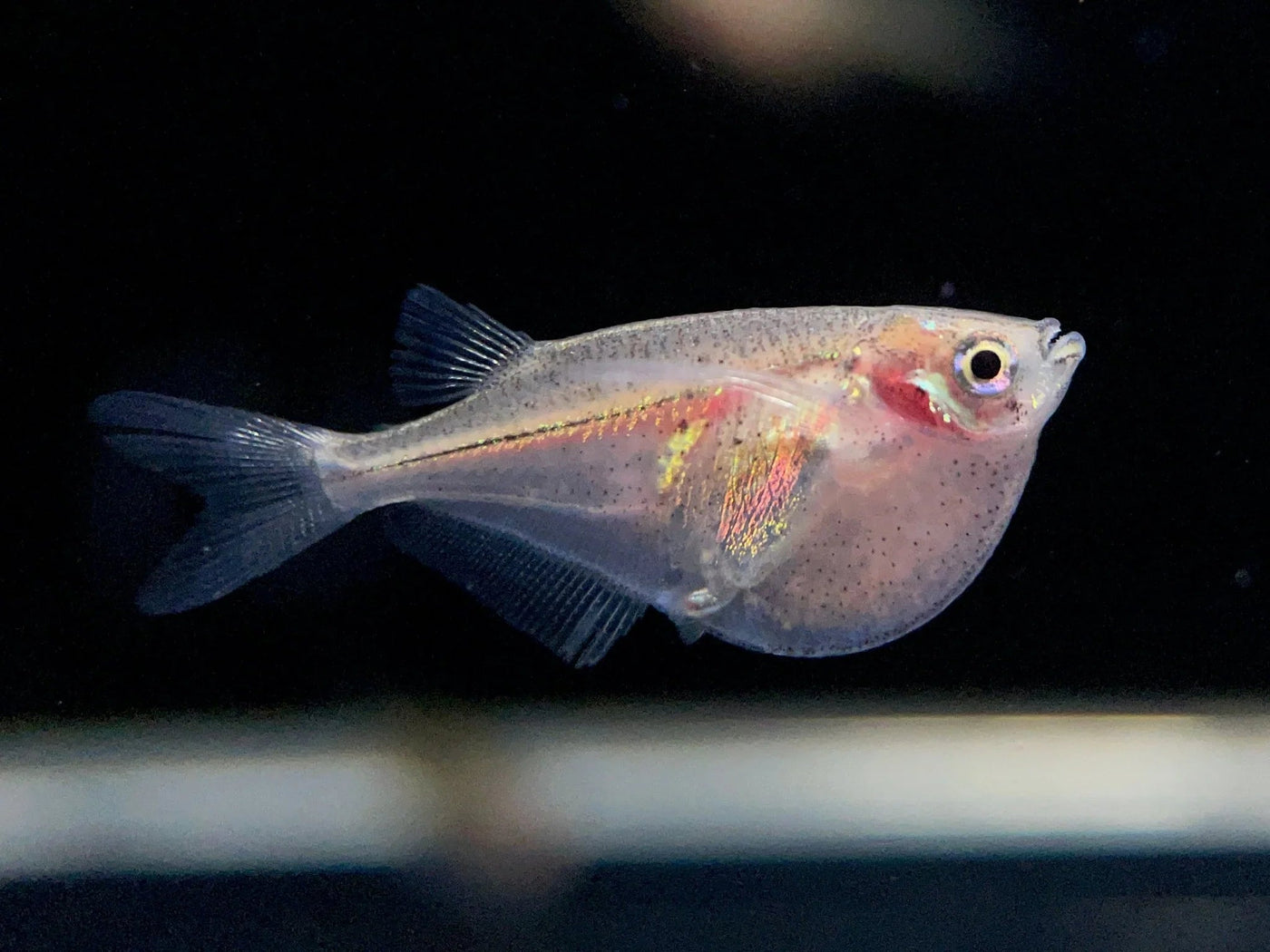 Hatchetfish