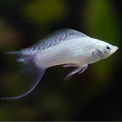 Silver Lyretail Molly