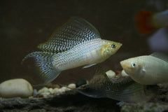 Molly Breeding Colony