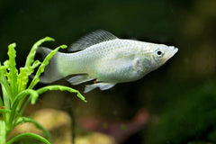 Silver Molly