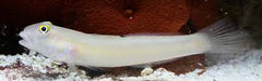 Six Spot Sleeper Goby - Medium