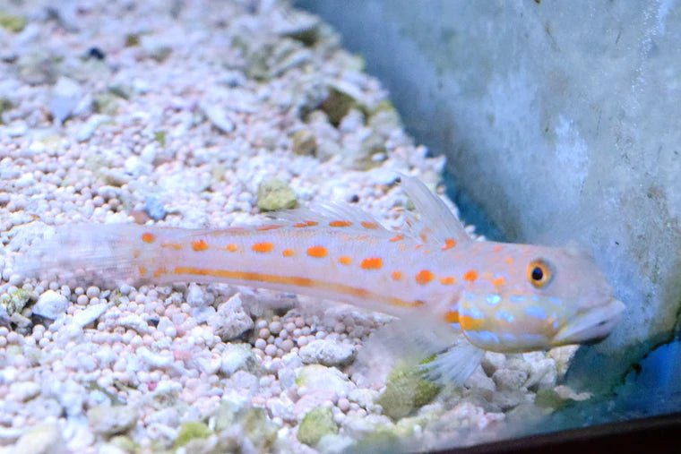 Six Spot Sleeper Goby - Medium