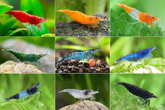 Skittles Shrimp Color Mix Bundle
