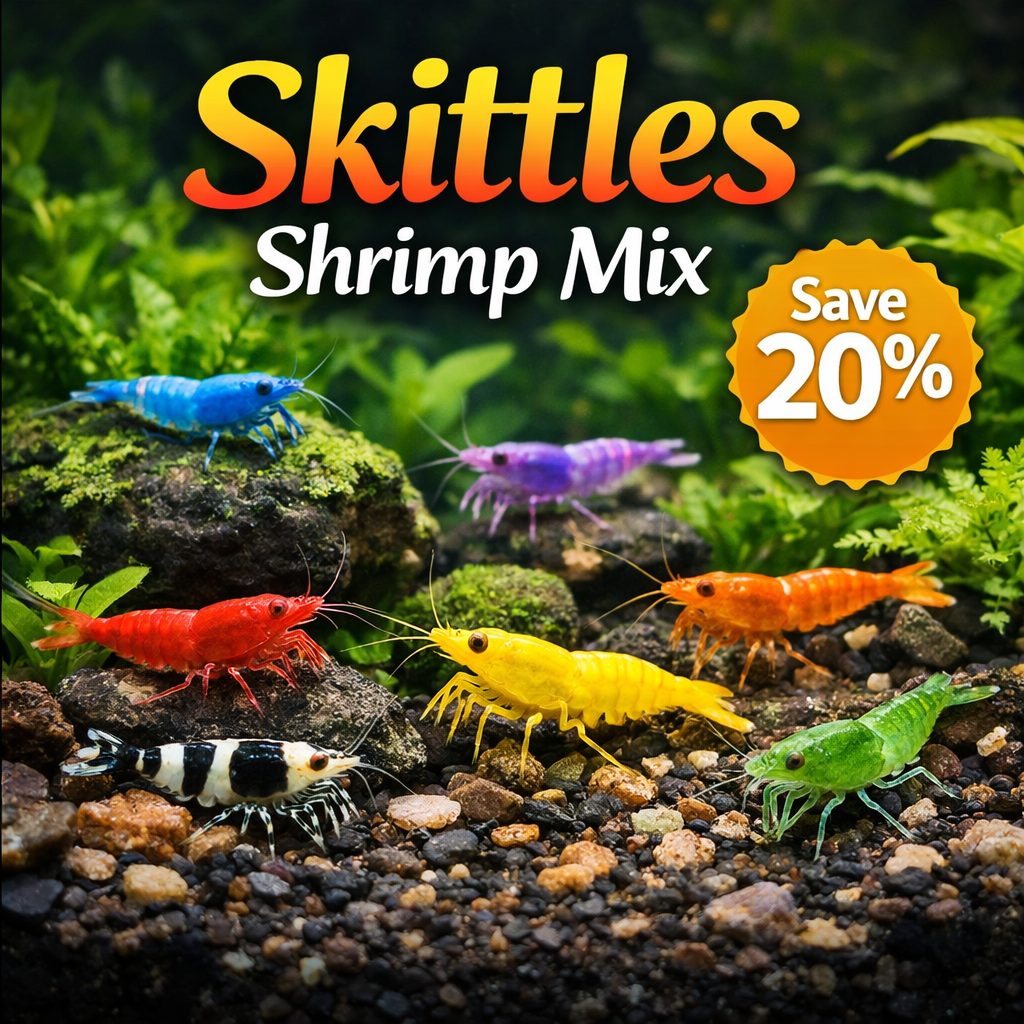 Skittles Shrimp Color Mix Bundle