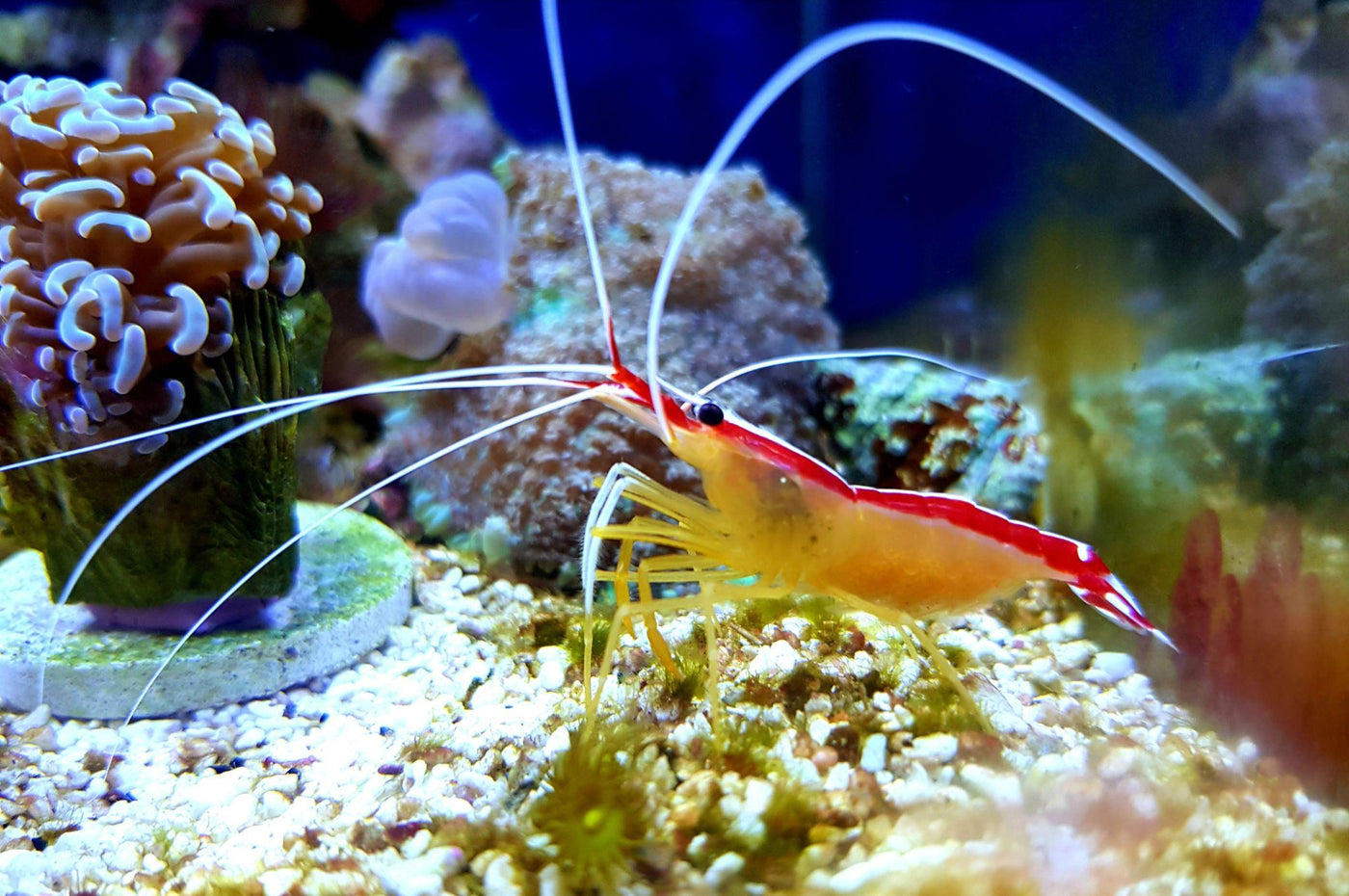 Skunk Cleaner Shrimp - Medium