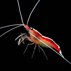 Skunk Cleaner Shrimp