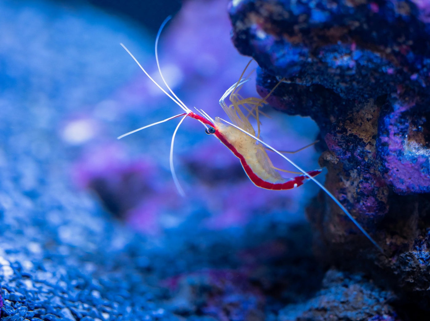 Skunk Cleaner Shrimp
